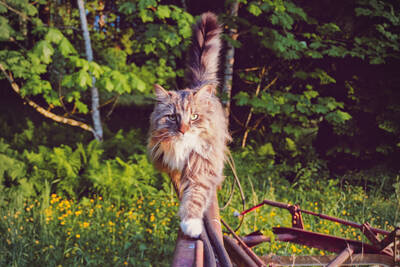 Cat Balancing