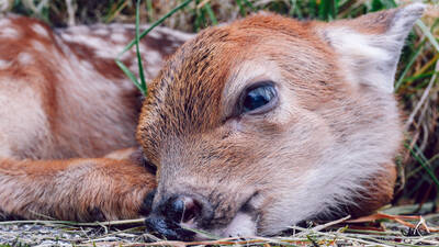 Fawn