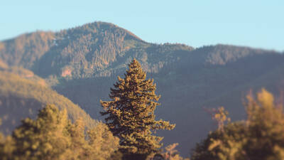 Lone Tree 4K