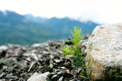 Pine Sprout