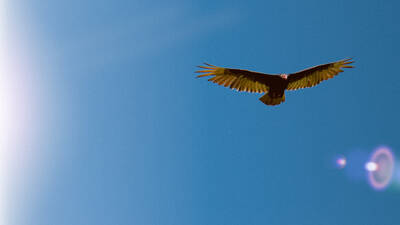 Vulture