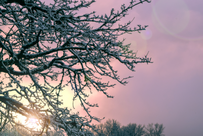 Winter Sun