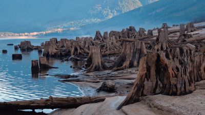 Stumps